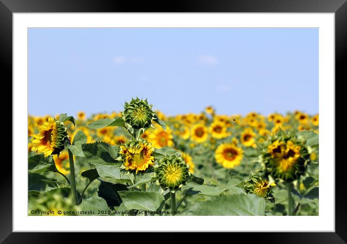 sunflower field summer season landscape Framed Mounted Print by goce risteski