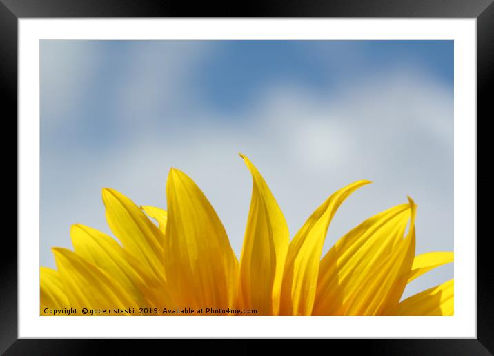 sunflower leaf and blue sky nature background  Framed Mounted Print by goce risteski