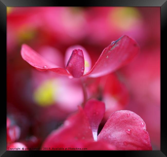 flower close up abstract nature background Framed Print by goce risteski