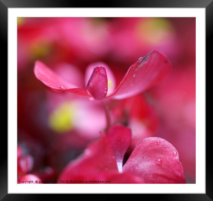 flower close up abstract nature background Framed Mounted Print by goce risteski
