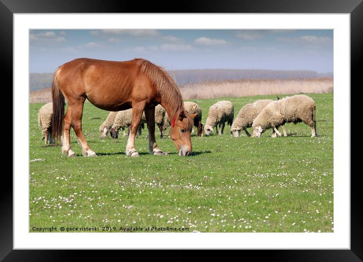 farm animals horse and sheep Framed Mounted Print by goce risteski