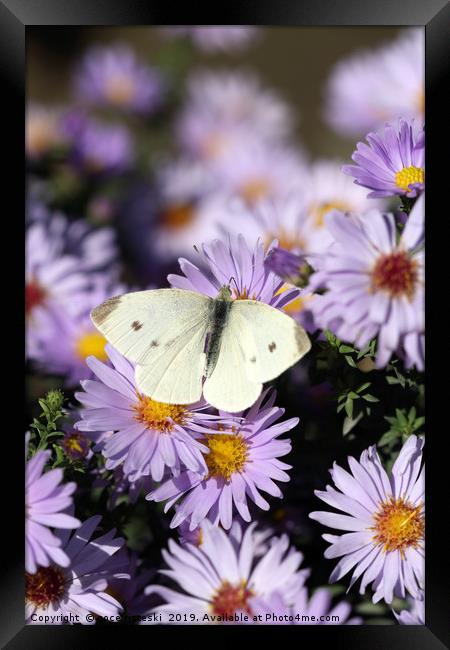 butterfly on flower nature background  Framed Print by goce risteski