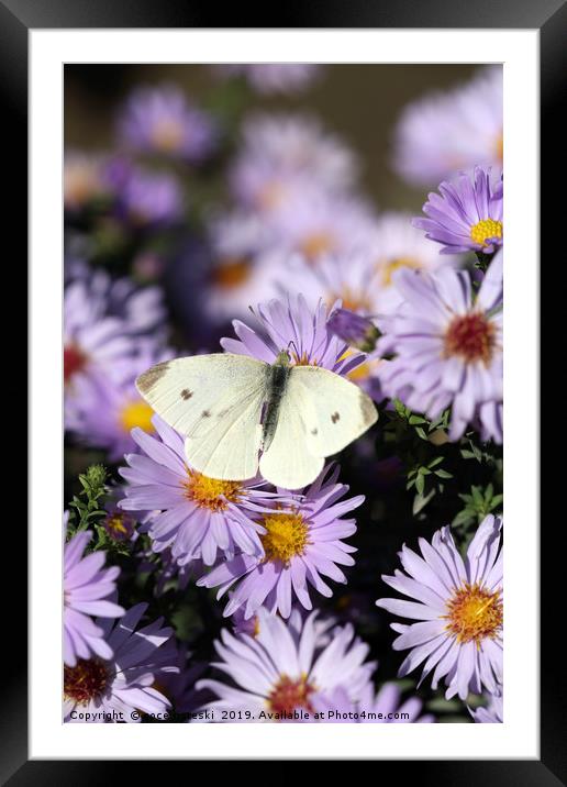 butterfly on flower nature background  Framed Mounted Print by goce risteski