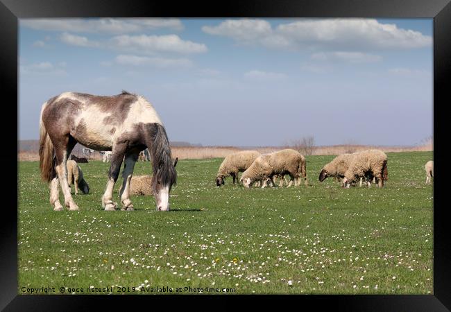 horse and sheep on pasture farm animals Framed Print by goce risteski