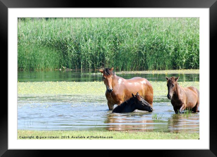 horses in water nature scene Framed Mounted Print by goce risteski