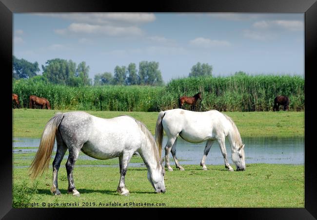 white horses on pasture farm scene  Framed Print by goce risteski