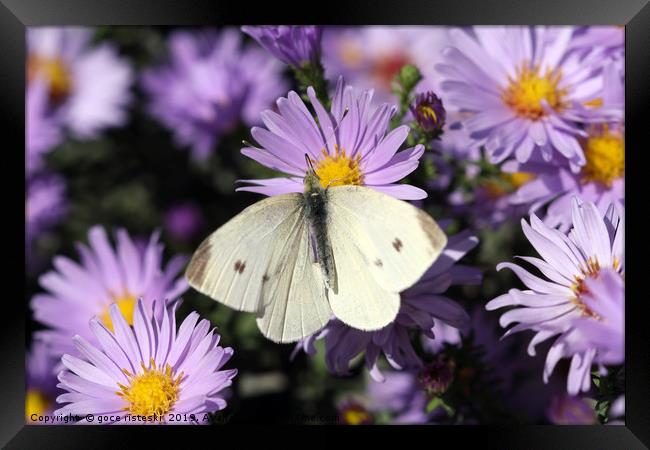 white butterfly on flower macro Framed Print by goce risteski