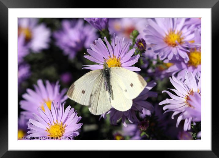 white butterfly on flower macro Framed Mounted Print by goce risteski