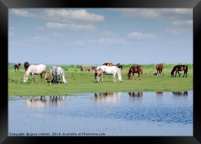 herd of horses on pasture by river Framed Print by goce risteski