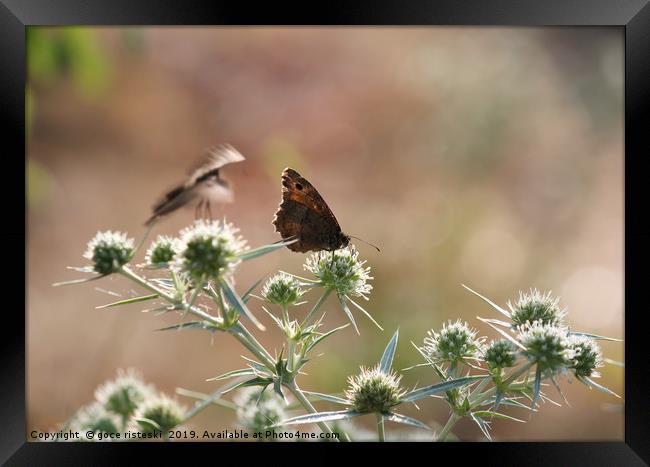 butterfly on flower spring season Framed Print by goce risteski