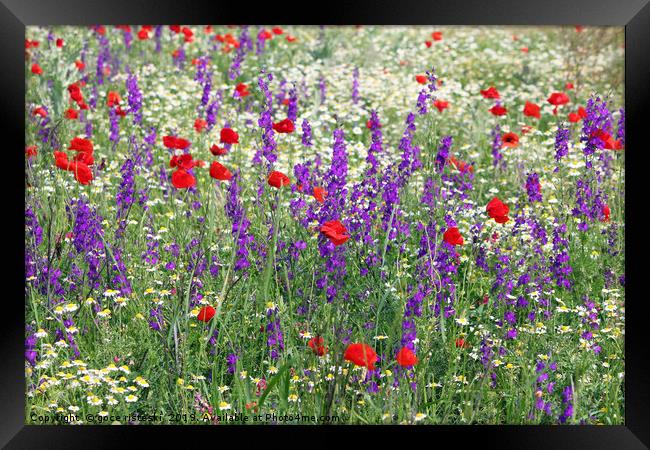 meadow with wild flowers spring season Framed Print by goce risteski