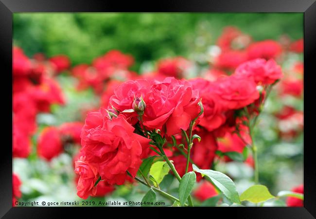 red roses flower garden spring season Framed Print by goce risteski