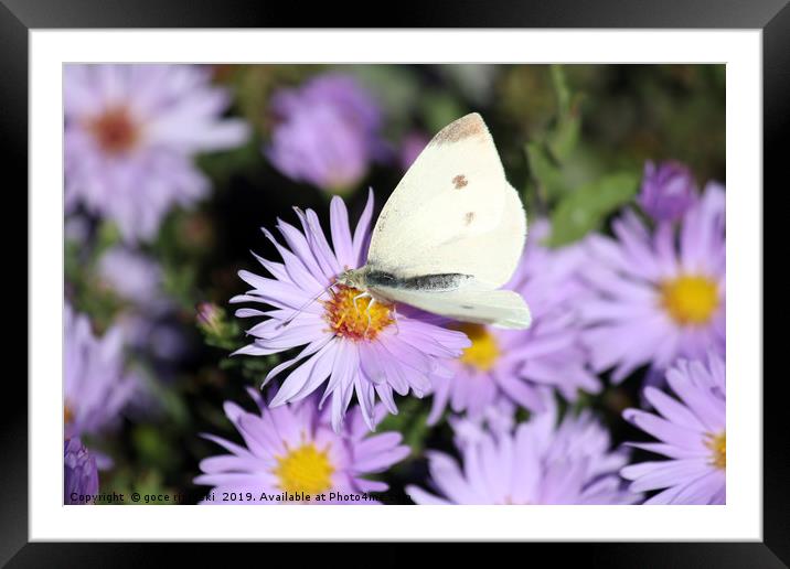 butterfly on flower close up Framed Mounted Print by goce risteski