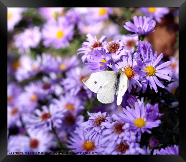 butterfly on flower nature background  Framed Print by goce risteski