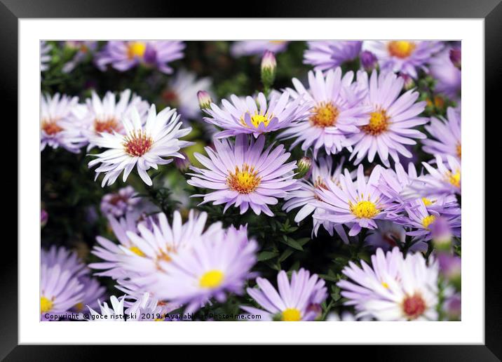 flower spring season nature background  Framed Mounted Print by goce risteski