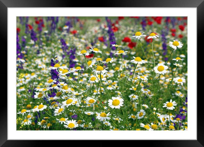 meadow with wild flowers spring season Framed Mounted Print by goce risteski