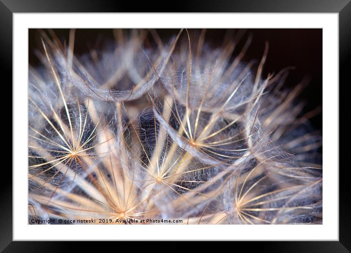 dandelion close up Framed Mounted Print by goce risteski