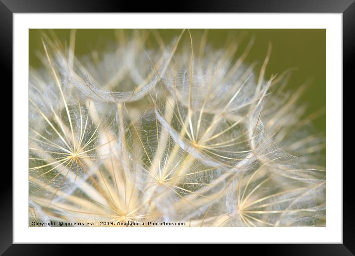 dandelion close up nature background Framed Mounted Print by goce risteski