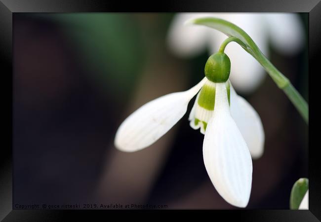 snowdrop flower macro spring season Framed Print by goce risteski