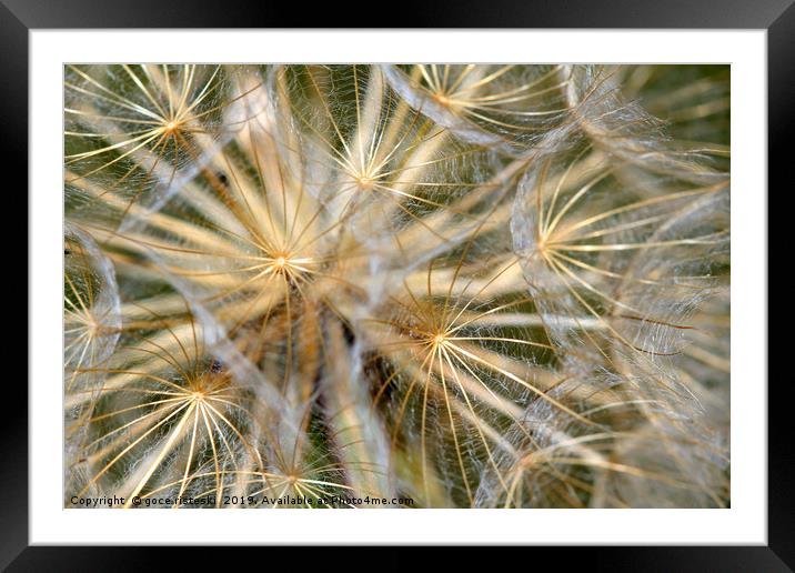 dandelion close up nature background Framed Mounted Print by goce risteski