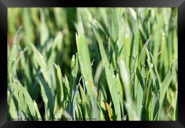 dew drop on green wheat close up Framed Print by goce risteski