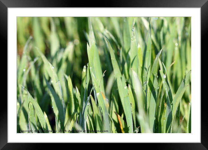 dew drop on green wheat close up Framed Mounted Print by goce risteski