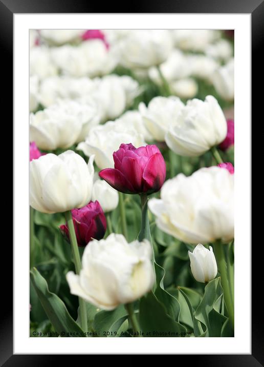 white and red tulip flower Framed Mounted Print by goce risteski