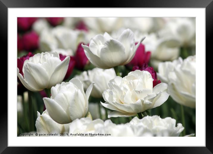 tulip flower close up nature background Framed Mounted Print by goce risteski