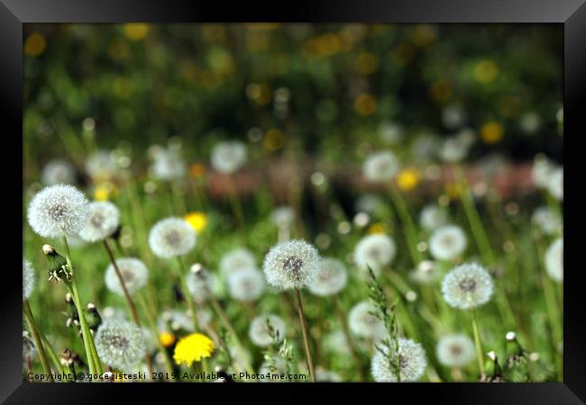 dandelion meadow spring season nature background Framed Print by goce risteski