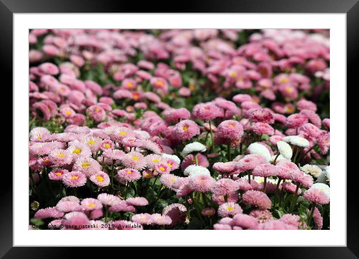 daisy flower spring season nature background Framed Mounted Print by goce risteski