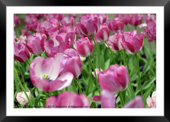 tulip flower garden spring season Framed Mounted Print by goce risteski