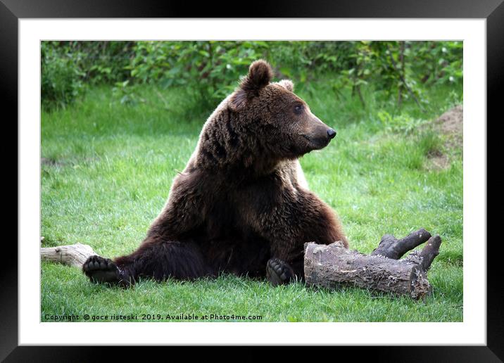 brown bear sitting on grass Framed Mounted Print by goce risteski