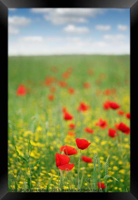 poppy flower meadow spring season Framed Print by goce risteski