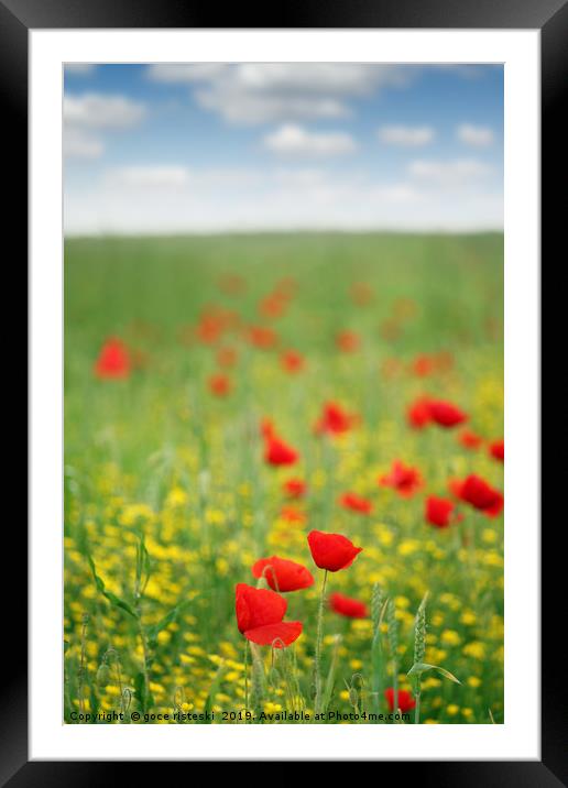 poppy flower meadow spring season Framed Mounted Print by goce risteski