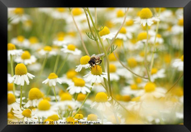bee on chamomile flower spring season nature backg Framed Print by goce risteski
