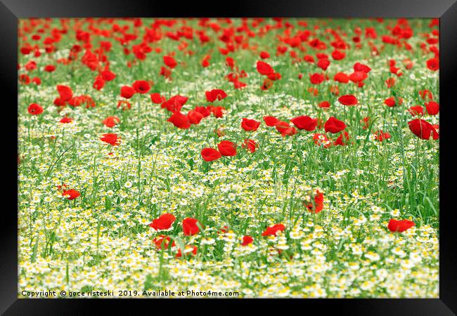 chamomile and red poppy flower nature background Framed Print by goce risteski