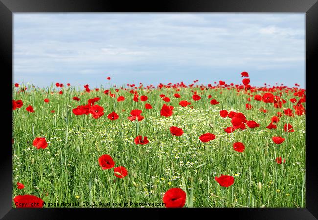 green field red poppy flowers and blue sky  Framed Print by goce risteski