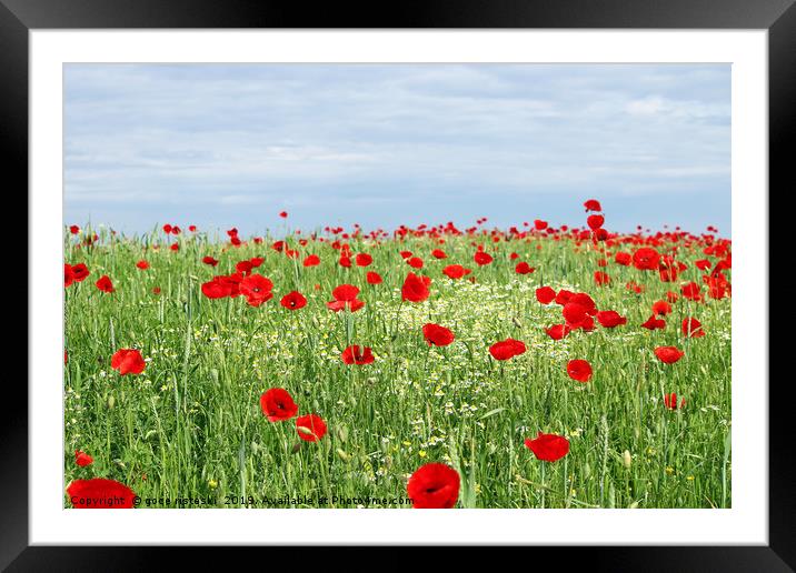 green field red poppy flowers and blue sky  Framed Mounted Print by goce risteski