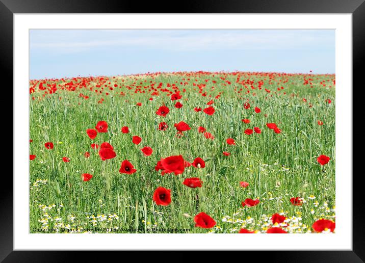 poppy flowers field landscape spring season Framed Mounted Print by goce risteski