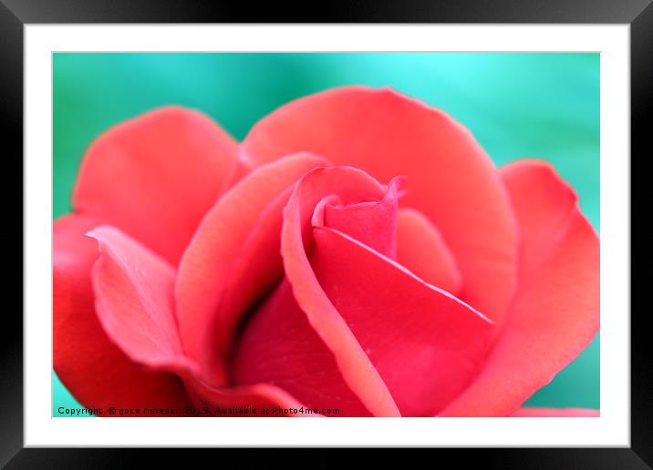 red rose flower close up Framed Mounted Print by goce risteski