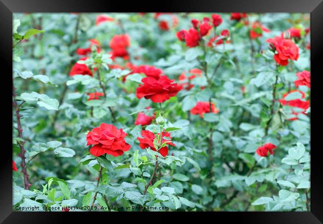 red roses garden nature background Framed Print by goce risteski