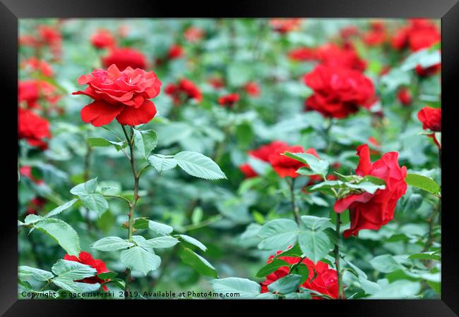 red roses garden spring season Framed Print by goce risteski