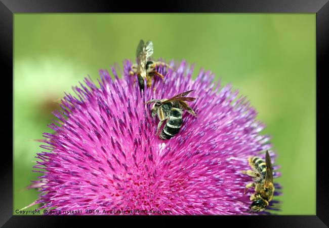 three bees on flower spring season Framed Print by goce risteski