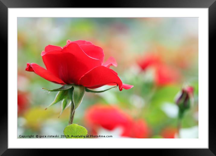 red rose flower Framed Mounted Print by goce risteski