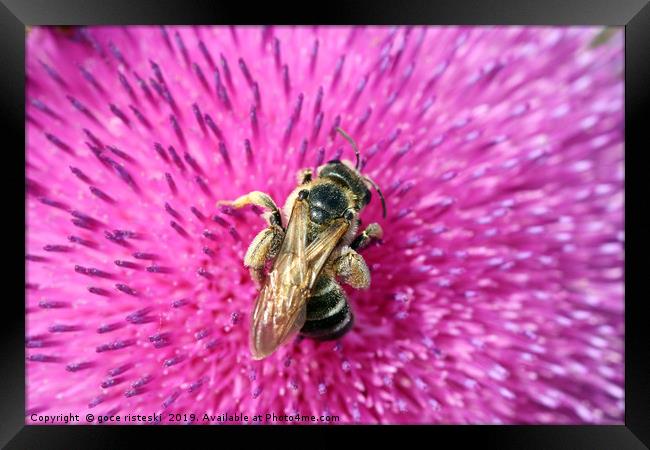 bee on flower close up nature background Framed Print by goce risteski