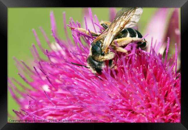 bee on flower summer season Framed Print by goce risteski