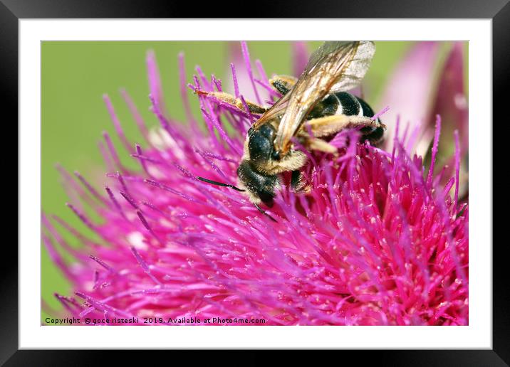 bee on flower summer season Framed Mounted Print by goce risteski