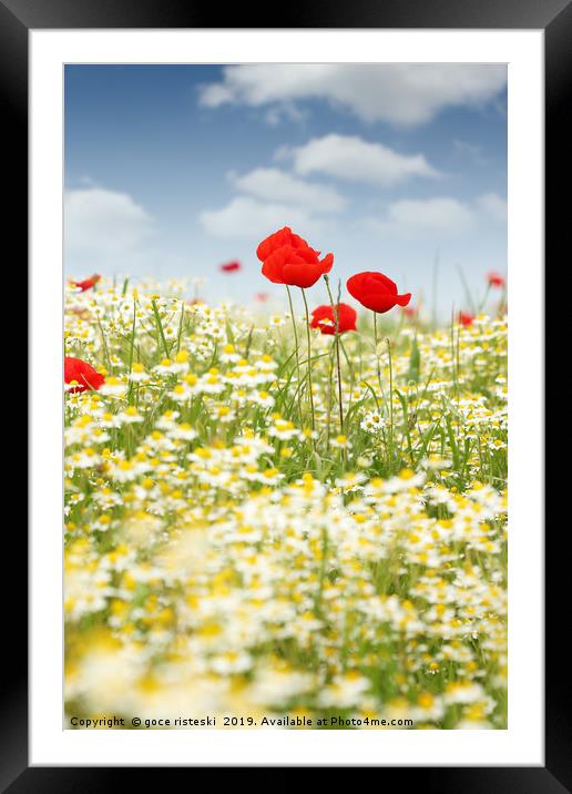 chamomile and poppy flower meadow Framed Mounted Print by goce risteski