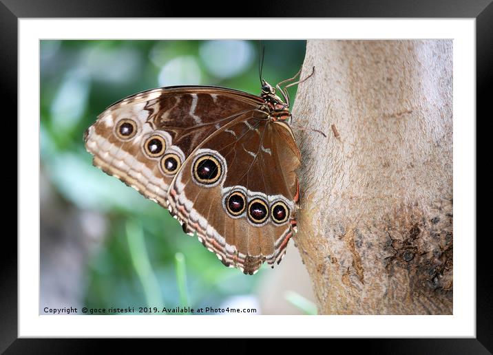 butterfly on tree close up Framed Mounted Print by goce risteski