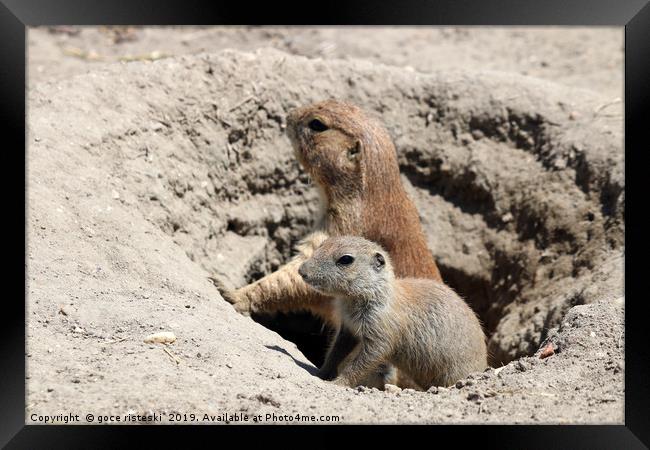 prairie dogs watching from hole Framed Print by goce risteski